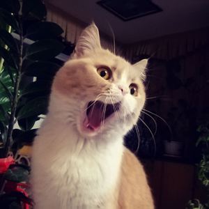 穿越成肉奴的婬乱生活
